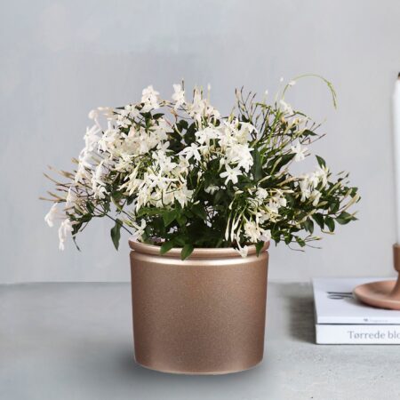 Jasmine House Plant in Gold Lucca Pot Gold