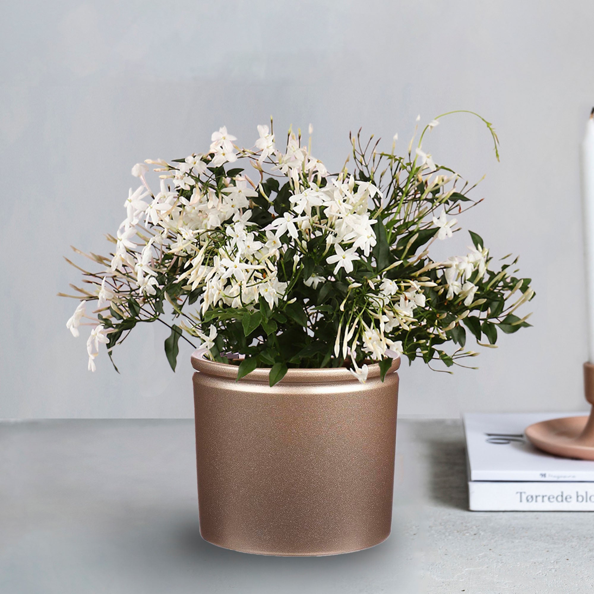 Jasmine House Plant in Gold Lucca Pot Gold