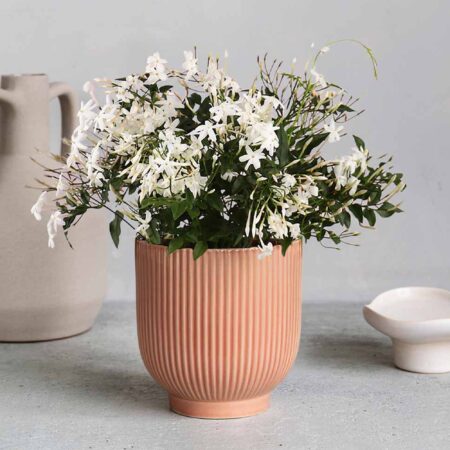 Jasmine House Plant in Ribbed Ceramic Pot Ceramic Pink