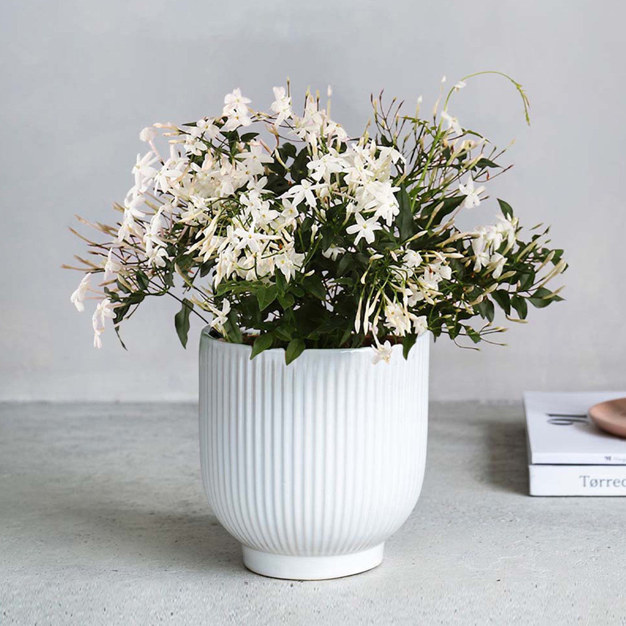 Jasmine House Plant in Ribbed Ceramic Pot Ceramic White Jasmine House Plant in Ribbed Ceramic Pot Ceramic White