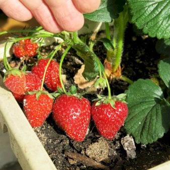 Jordbær 'Korona' 10,5 cm potte