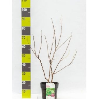 Judastræ 'Avondale' Potte 4,0 liter,- 60-80 cm. Judastræ 'Avondale' Potte 4,0 liter,- 60-80 cm.