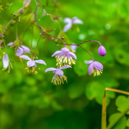 Kæmpe Violfrøstjerne, Thalictrum 'Splendide', 3 liter potte