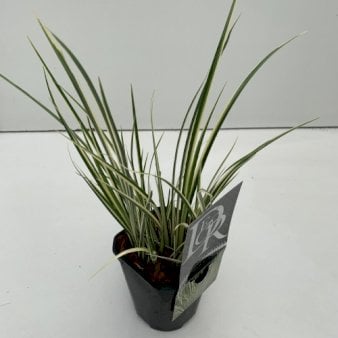 Kalmus 'Argenteostriatus' 1 liter potte