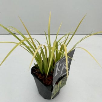 Kalmus 'Golden Delight' 1 liter potte