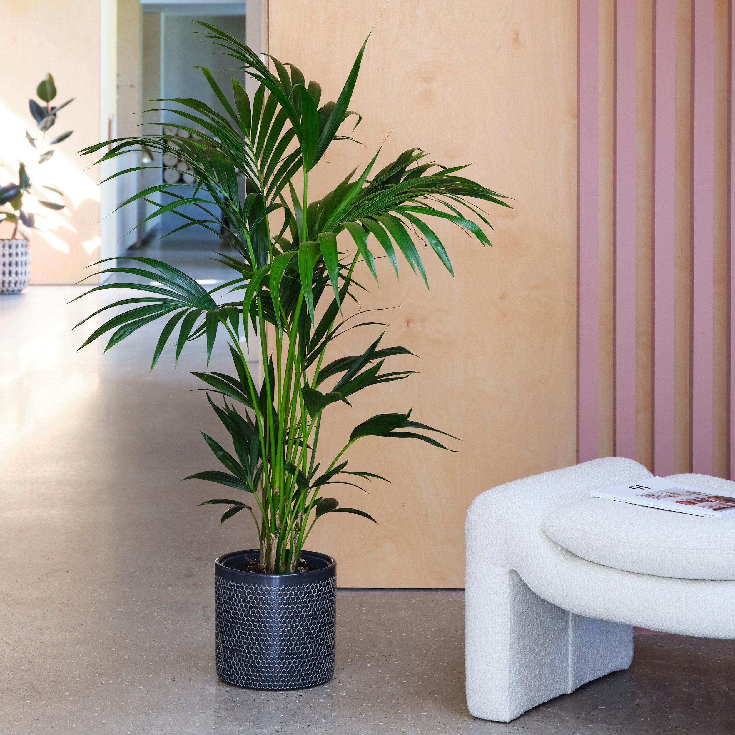 Kentia Palm House Plant in Capri Pot Ceramic Black