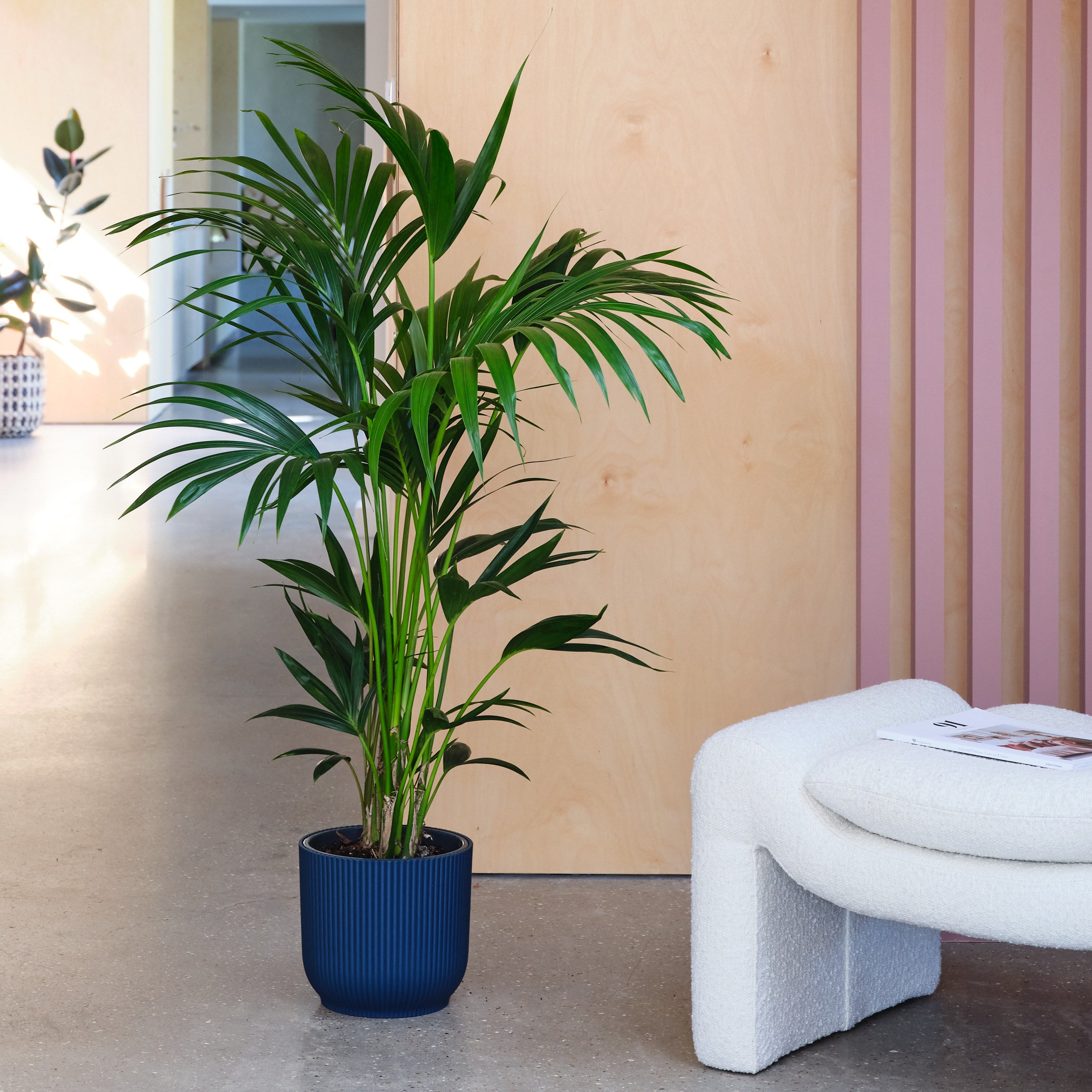 Kentia Palm House Plant in Elho Pot Plastic Navy Kentia Palm House Plant in Elho Pot Plastic Navy