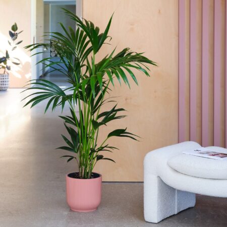 Kentia Palm House Plant in Elho Pot Plastic Pink