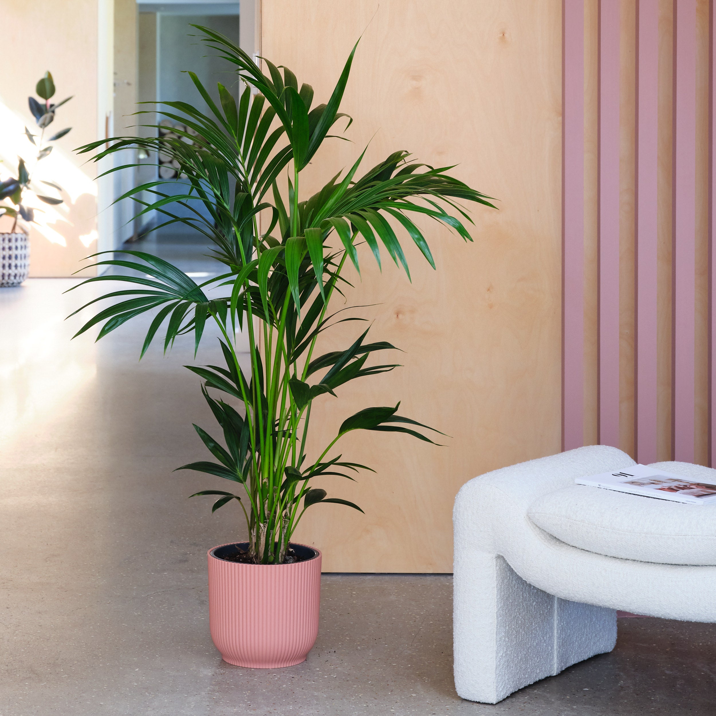 Kentia Palm House Plant in Elho Pot Plastic Pink