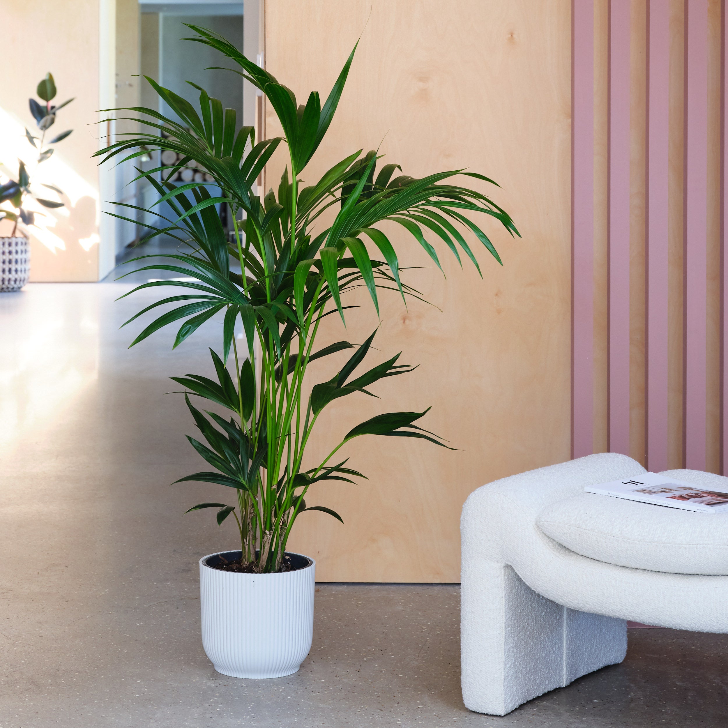 Kentia Palm House Plant in Elho Pot Plastic White Kentia Palm House Plant in Elho Pot Plastic White