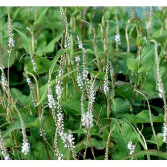 Kertepileurt 'Alba' Potte 2 liter.
