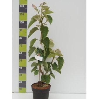 Kinesisk Lind Potte 6,5 liter 60-80 cm.