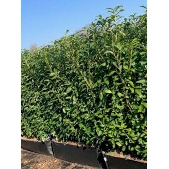 Kirsebærlaurbær 'Genolia' Modulhæk 1 m. (4-5 planter) - 90 liter min. 150 cm. høje