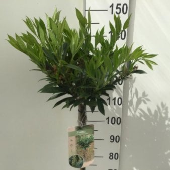 Kirsebærlaurbær 'Otto Luyken' Opstammet 120 cm. 10 liter potte