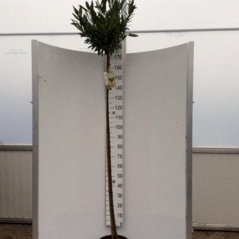Kirsebærlaurbær 'Otto Luyken' Opstammet 180 cm. 15 liter potte