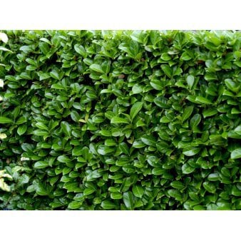 Kirsebærlaurbær 'Rotundifolia' Potte 5,0 liter,- 60-80 cm.