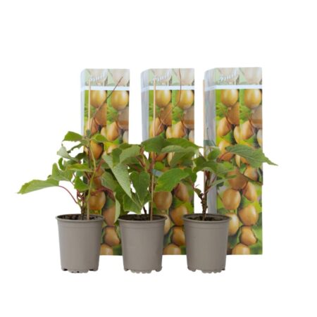Kiwi plante - Sæt med 3 - Actinidia deliciosa 'Jenny' - H⌀jde 20-40cm - ⌀9cm