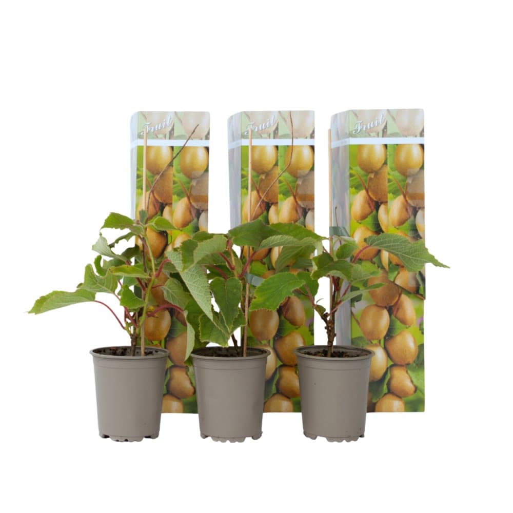 Kiwi plante - Sæt med 3 - Actinidia deliciosa 'Jenny' - H⌀jde 20-40cm - ⌀9cm Kiwi plante - Sæt med 3 - Actinidia deliciosa 'Jenny' - H⌀jde 20-40cm - ⌀9cm