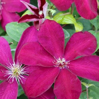 Klematis 'Ernest Markham' Potte 2,0 liter,- 40-60 cm.