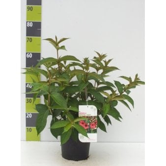 Klokkebusk 'Bristol Ruby' Potte 4,0 liter,- 50-60 cm.