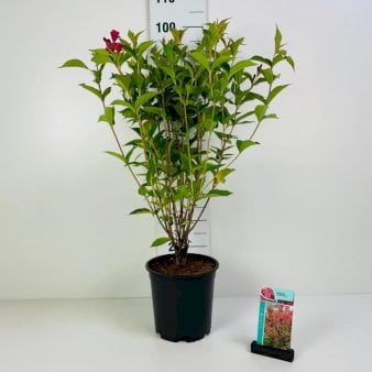 Klokkebusk 'Bristol Ruby' Potte 6,5 liter 60-80 cm.