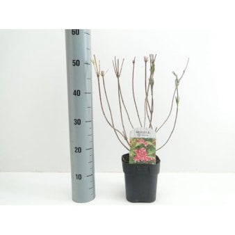 Klokkebusk 'Red Prince' Potte 2,0 liter,- 40-60 cm.