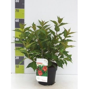 Klokkebusk 'Red Prince' Potte 4,0 liter,- 50-60 cm.