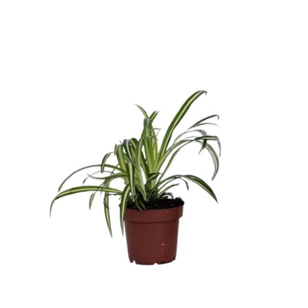Klorofytum - Chlorophytum comosum 'Atlantic' - Højde 25-40cm - Pot 12cm