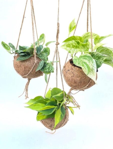 Kokodama m. guldranke. Kokodama m. Scindapsus, Ø15 cm potte