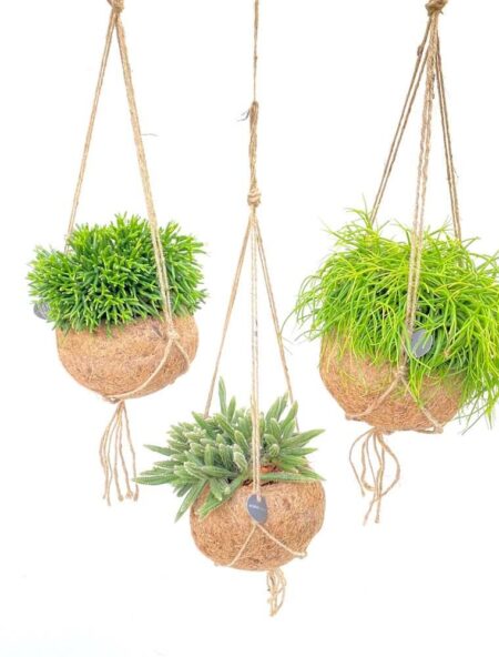 Kokodama rhipsalis mix, Rhipsalis elli. Ø15 cm potte