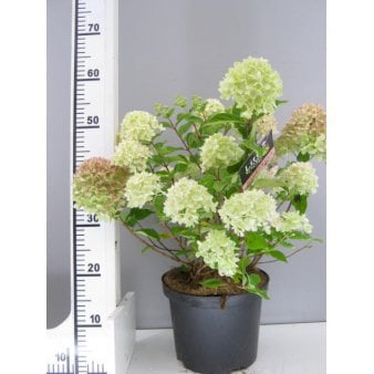 Kompakt Syrén-Hortensia 'Little Lime' 3 Liter potte