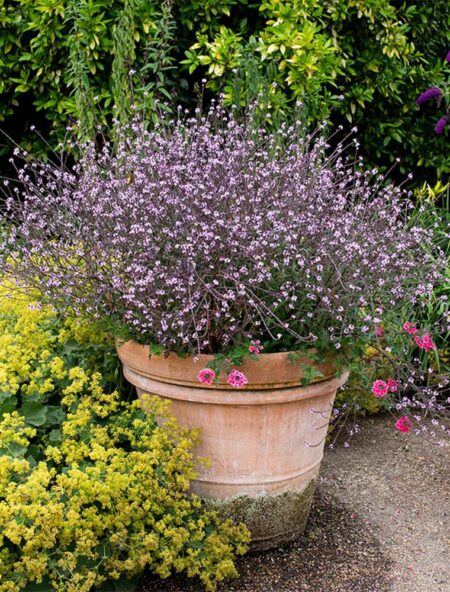 Krukke Jernurt Bampton, Verbena officinalis, Ø17 cm potte