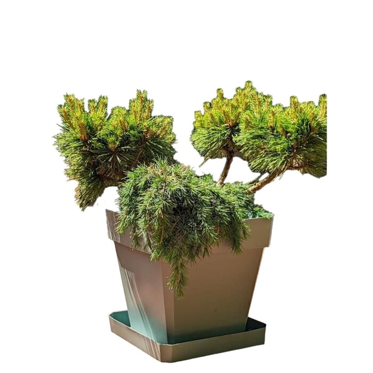 Krukke Riviera brun 50 x 50 cm Krukke Riviera brun 50 x 50 cm