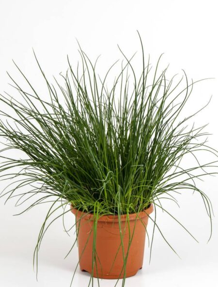 Krukke purløg, Allium schoenoprasum , Ø19 cm potte
