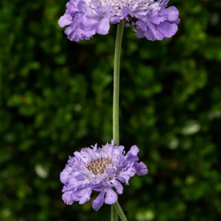 Krukkejuvel Dueskabiose, Scabiosa columbaria, Ø21 cm potte