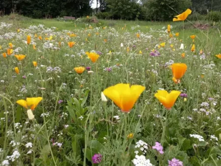 Krukke/plantekasse blomsterblanding - 50 m2