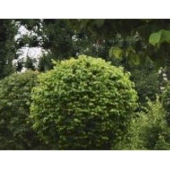Kugle-Lind 'Green Globe' Potte 20 liter,- 40-50 cm.