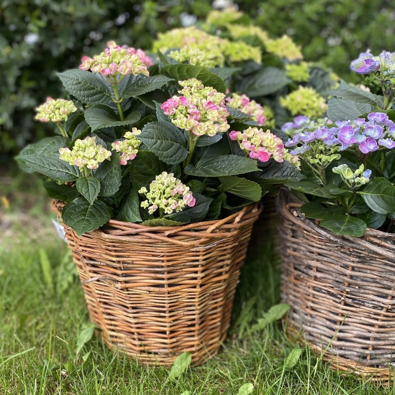 Kurv pileflet m/ plast indvendigt - Aafod Kurv pileflet m/ plast indvendigt - Aafod
