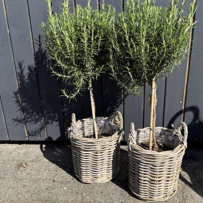 Kurv rattan m/ hanke - Aafod H: 25 Kurv rattan m/ hanke - Aafod H: 25