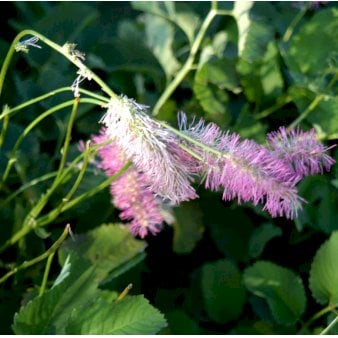 Kvæsurt 'Pink Brushes' 1 liter potte
