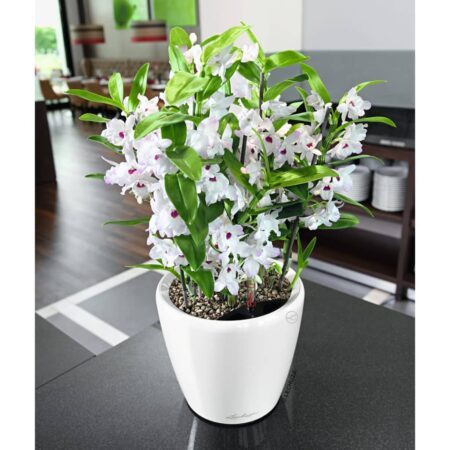 LECHUZA plantekrukke CLASSICO LS 21 ALL-IN-ONE hvid højglans
