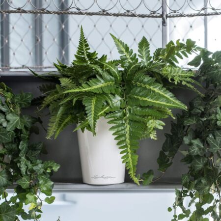 LECHUZA plantekrukke DELTINI ALL-IN-ONE hvid højglans
