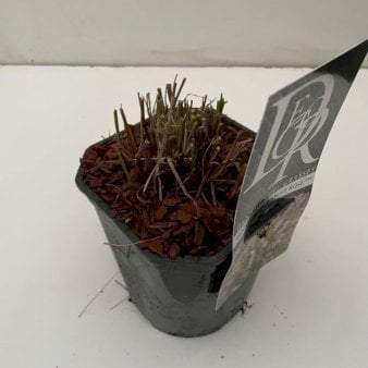 Lampepudsergræs 'Karley Rose'Â® 2 Liter potte