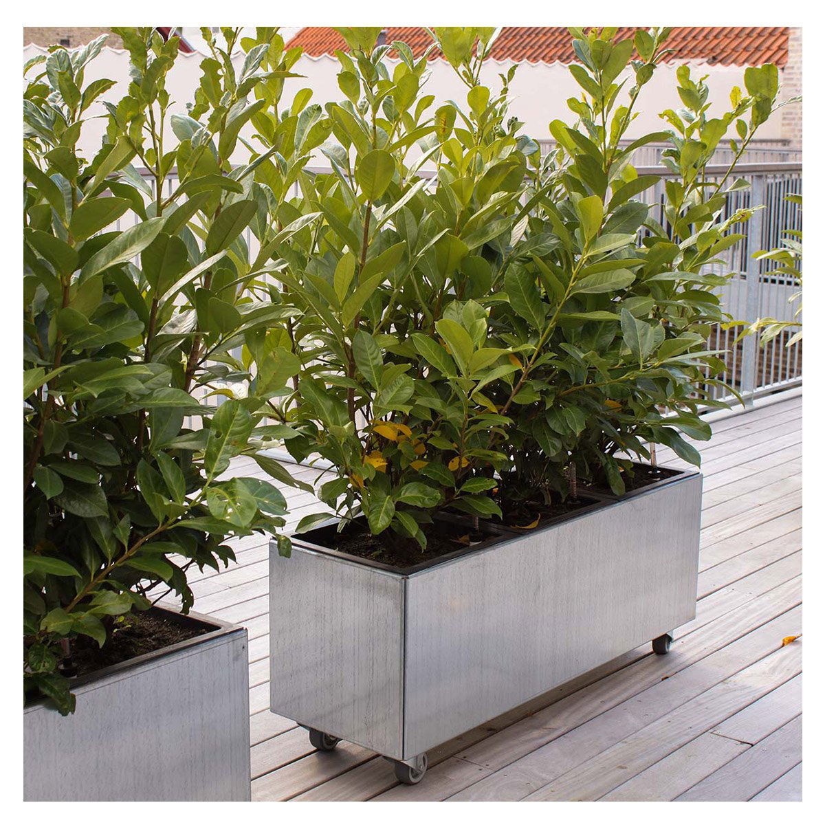 Land Modern Aflang plantekasse i galvaniseret stål på hjul - 40 x 60 cm Land Modern Aflang plantekasse i galvaniseret stål på hjul - 40 x 60 cm