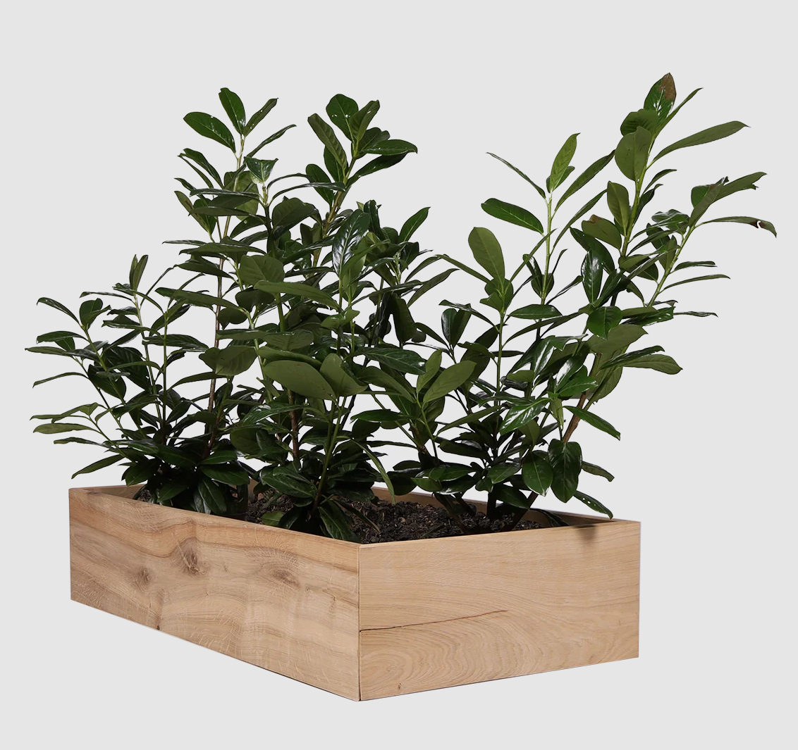 Land Wood - Højbede i egetræ - 20 cm - 1 lag Land Wood - Højbede i egetræ - 20 cm - 1 lag