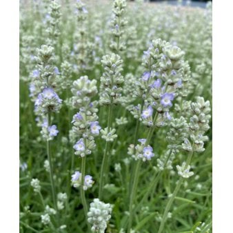 Lavendel 'White Summer' 10 cm. potte