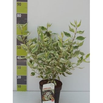 'Lavender Pinocchio' Potte 4,0 liter,- 50-60 cm.