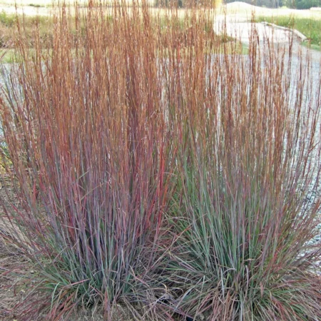 Liden præriegræs, Schizachyrium sco. 'Standing Ovation', 3 liter potte