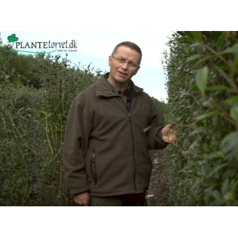 Liguster 'Atrovirens' Modulhæk 1 m (4-5 planter). - 40 liter min. 100 cm. høje