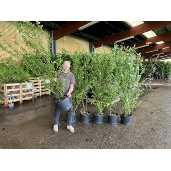 Liguster / Ligusterhk 'Liga' Potte 15 liter,- 150-175 cm. Hkkvalitet  Se  online her!